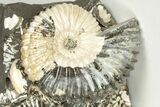Iridescent Ammonite (Deshayesites) Fossil Cluster - Russia #207460-3
